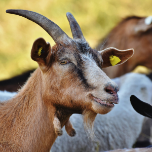Goat meat